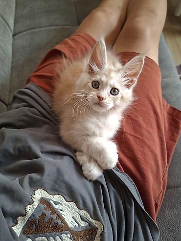 котёнок без породы: 🐾 Эксклюзивный мальчик полидакт в поисках достойных хозяев — 8
