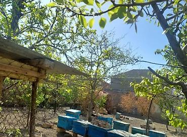 arı yuvası: Binəqədi qəsəbəsində, infrastruktur baxımından çox əlverişli və hündür — 3