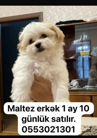 pomeranian satilir: Malta bolonka, 1 ay, Erkek, Peyvəndli, Ünvandan götürmə, Ödənişli çatdırılma