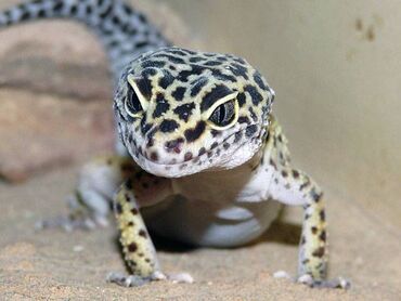 heyvan bazarı tap az: Leopard gecko eublefar, gekkon.
Erkekdi.
watsap var