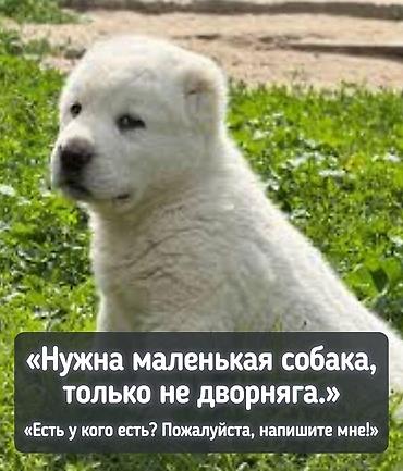 собаки питбули: Если у кого-то есть собачка ненужная дайте мне пожалуйста мне она — 2