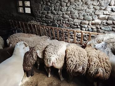 anqus dana satışı: Gəncədə toya nişana qurbanlıq üçün hər cür quzularimiz var yaxşı — 1