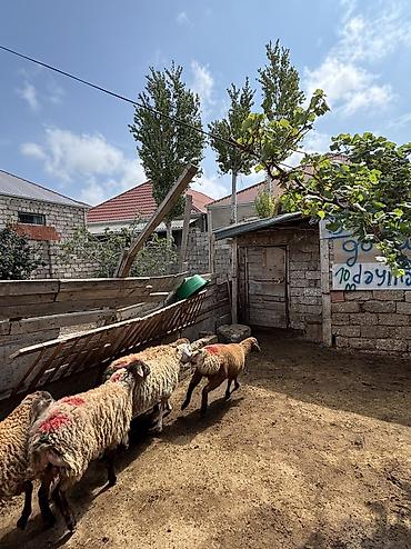etlik: Quzu, Erkək, ay: 8, 35 kq, Ətlik, Ünvandan götürmə — 7