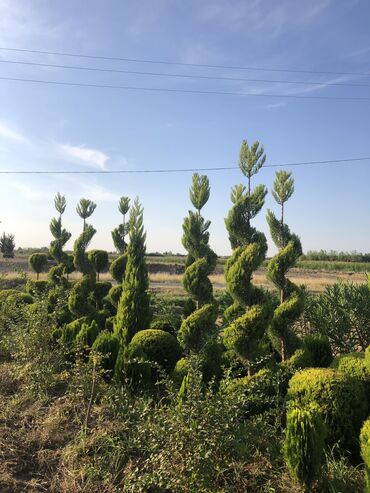 Şitillər: Dekarativ agaclarin satiwi istenilen novde istenilen olcude var elave — 9