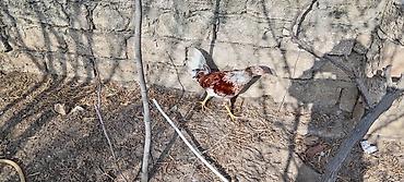 Toyuqlar: Toyuq, Damazlıq — 6