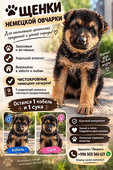 Продаю чистокровных щенков немецкой овчарки (окрас чёрно-подпалый) - at lalafo.kg Продаю чистокровных щенков немецкой овчарки (окрас чёрно-подпалый) -