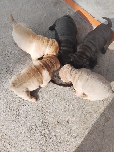 Продажа собак: Щенки шарпея - Порода: шарпей, классические «морщинки», плотная — 6