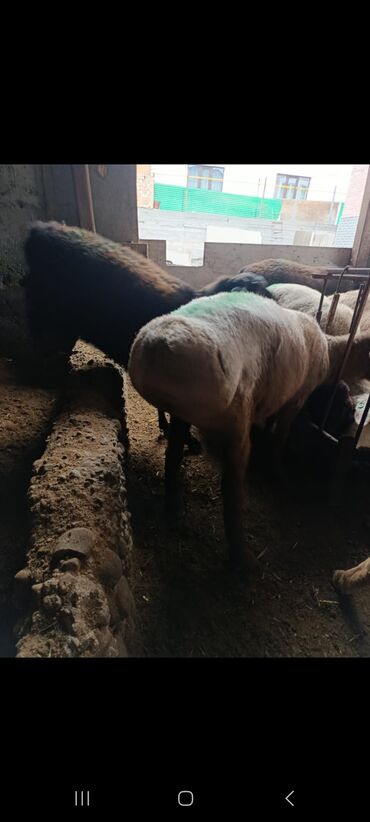 Бараны, овцы: Продаю | Овца (самка) | На забой — 3