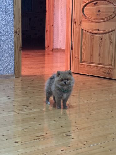 pomeranian spitz satisi: Şpitz, 2 ay, Dişi, Ünvandan götürmə