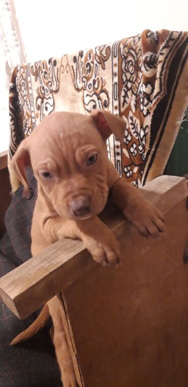 собаки в хорошие руки: Pitbul, 10 ay, Dişi, Sənədli, Ünvandan götürmə