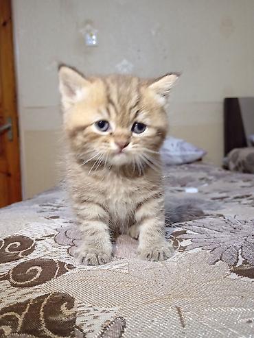 Pişiklər: Britan — 12