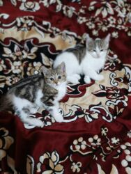 Pişiklər: Türk anqora, Dişi, Yaxşı əllərə, Ünvandan götürmə -da lalafo.az — 10 Pişiklər: Türk anqora, Dişi, Yaxşı əllərə, Ünvandan götürmə — 10