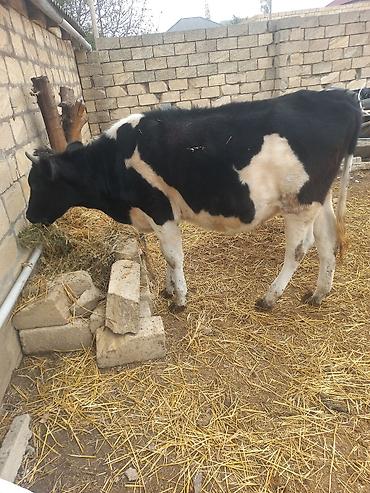 keci satisi tap az: Salam. Təmiz ivanofqadi anasinin şəkileri var . anasi 27 ltr sud — 3
