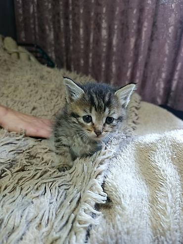 животные кошки: Котята. На выбор малыши с серо-голубым и тигровым (серо-коричневым — 4