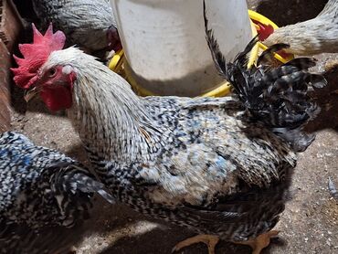 Xoruzlar: Xoruz, il: <1, Ünvandan götürmə — 7