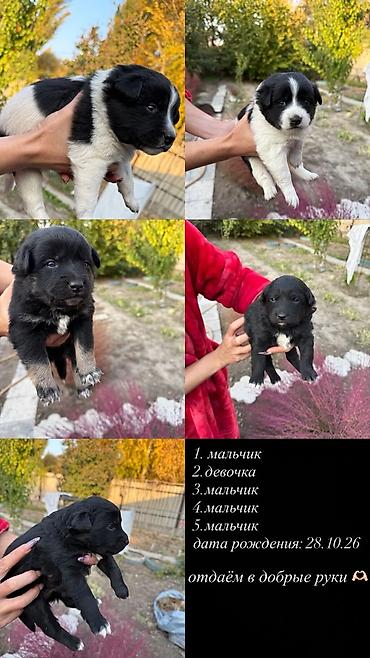 сколько стоят щенки мопса: Щенки — отдаем в добрые руки Помет из 5 щенков: 1. мальчик 2. девочка — 1
