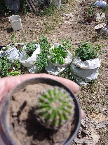 Kaktus: Kolekcija kaktusa – više vrsta u saksijama - Opuntia (indijska — 12