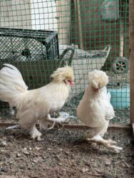 дома на продажу в бишкеке: Продам пару турецких султанок! Возраст 2 года! Курочка в этом году 3