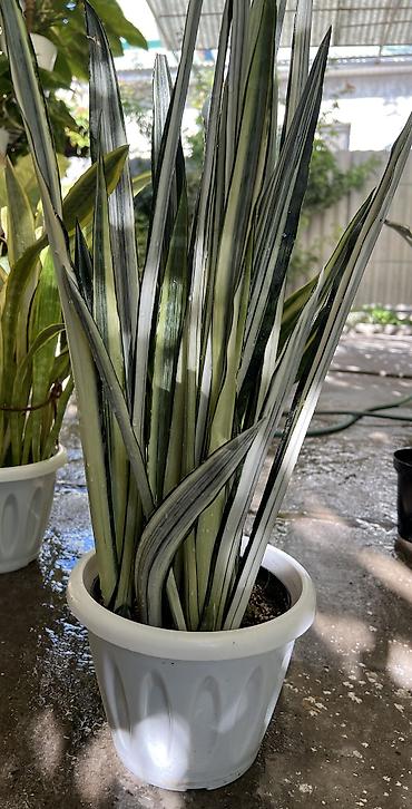 тещин: Сансевиерия (Sansevieria, «тещин язык») – компактные комнатные — 7
