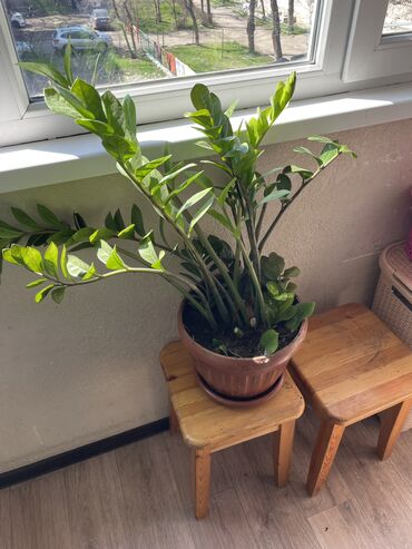 растения в офис: Замиакулькас