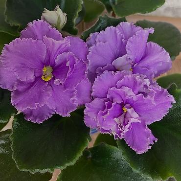 Фиалки и глоксинии: Продам! 1 Детки стандартных сортовых фиалочек. Цена за детку от 80 — 11