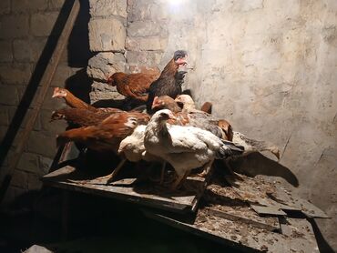 Inəklər, öküzlər: Toyuq, Damazlıq