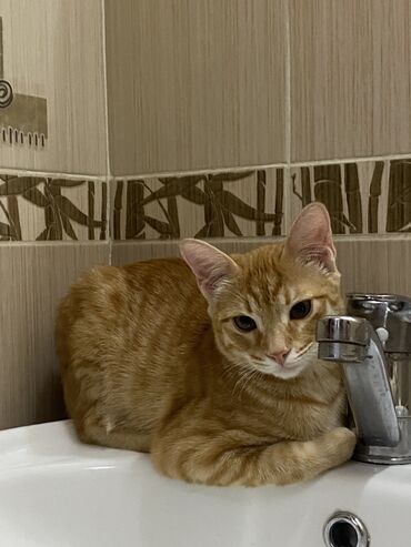 кошка с разными глазами: 5 айлык, Ургаачы, Лотокко барууга үйрөтүлгөн, Курттардан тазаланган
