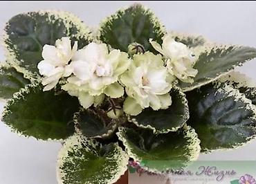 фиалки мини: 🌱🌺🌱 Продаю сортовые ДЕТКИ,СТАРТЕРЫ стандартных, трейлерныхмини и — 1