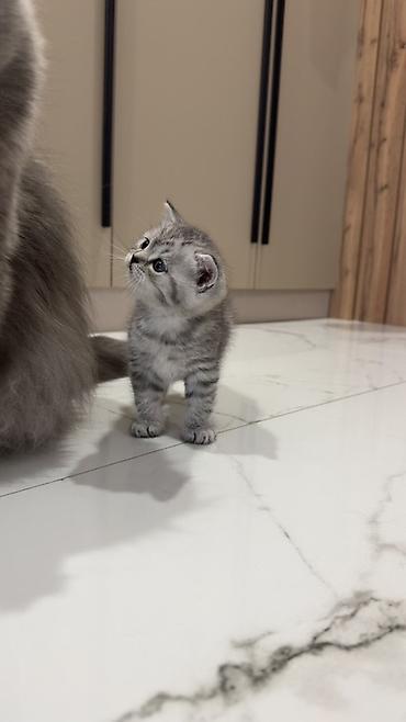 Продажа кошек: Три кошки и один кот Породистые котята серебристого окраса — 23