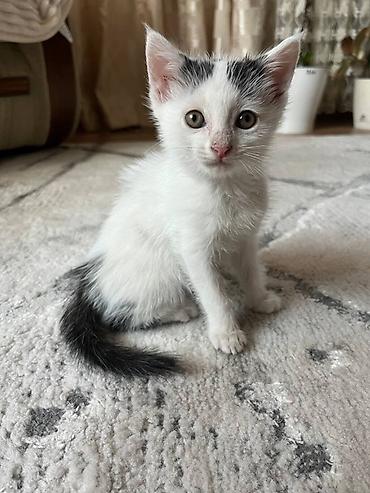 котят ош: Отдам котят в добрые руки Приучены к лотку Игривые Приучены к любой — 3