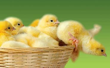 Работа: Quşçuluq sexinə AİLƏ işçi tələb olunur. Evlə təmin olunur. Yalnız — 1