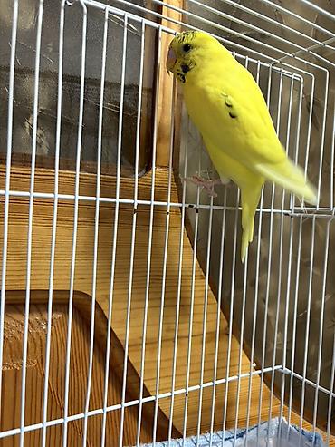 quş papuqay: Erkek Sarı dalmatian naxışlı dalğalı tutuquşu (budgerigar) - Növ — 1