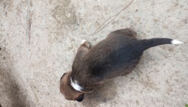 en cox sud veren inekler: 1 месяц, Самец, Самовывоз