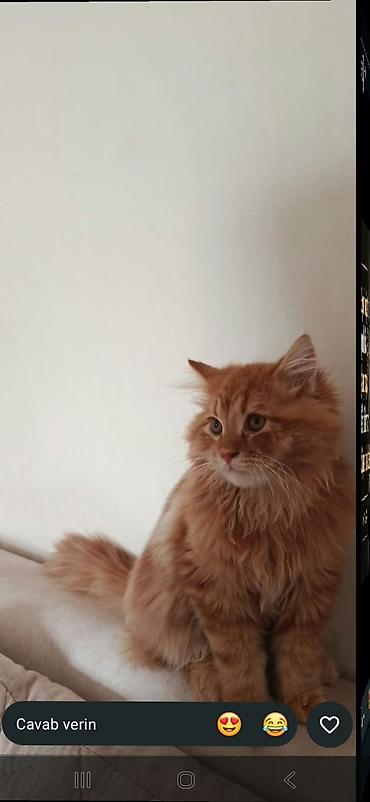 sirin pisikler: Şotland — 8