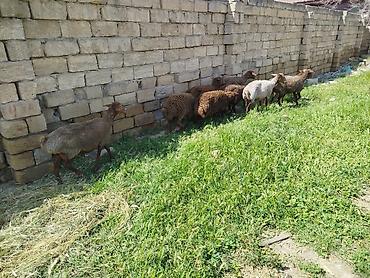 Qoyunlar, qoçlar: Qoyun sürüsü satılır Salam 5 qoyun 5 qüzû satılır ünvan novxanı cavan — 7