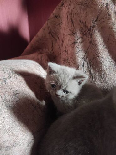 Pişiklər: Şotland yastı qulaq, Dişi, Erkək, Ünvandan götürmə — 24