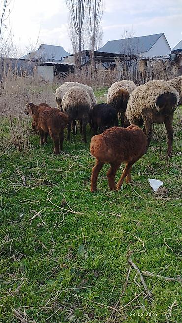 Баран, овца: Продаю | Ягненок | На забой — 7