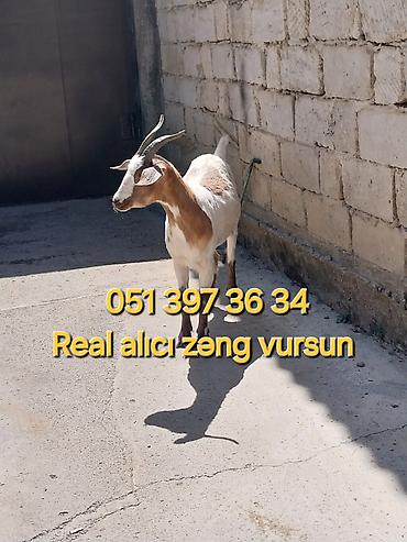 balaca tuklu itler: Dişi, il: 1, Damazlıq — 1