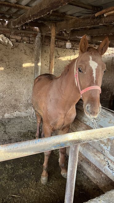 показы 1 354 72 договорная кошка даром британская короткошёрстная 1 год мальчик метис 2 позвонить написать: Сатам | Байтал | Союуга, Көбөйтүү үчүн | Асыл тукумдуу