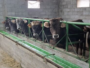 Коровы, быки: Продаю | Бык (самец) | Швицкая | На откорм | Племенные — 1