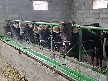 Коровы, быки: Продаю | Бык (самец) | На откорм | Привязанные — 1