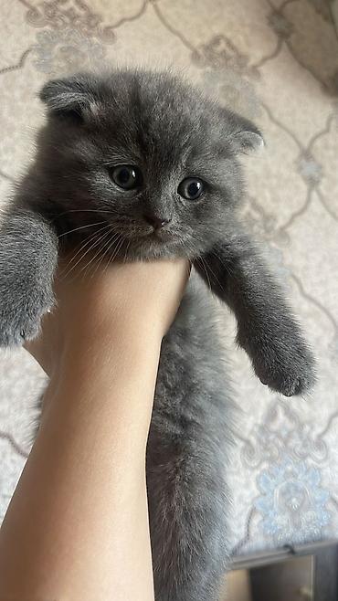 Pişiklər: Şotland — 10