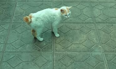 персидский кот цена: Кому нужна подружка? японский бобтейл Муся либо потряшка либо