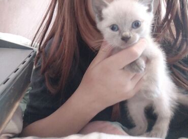 сиамская кошка цена: Сиамская, 3 месяца, Девочка, Биколор, Приучена к лотку