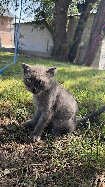 британский: Отдам в хорошие руки котенка🥰 Котёнок серого окраса - Возраст — 2