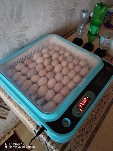 İnkubatorlar: 64 yumurtalıq inqibator sati̇li̇r 2 dəfə i̇sdi̇fadə olunub isdəyən