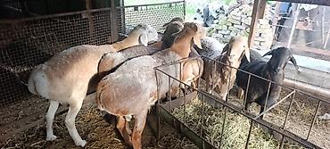 Баран, овца: Продаю | Баран (самец) | На забой, Для разведения at lalafo.kg — 4 Баран, овца: Продаю | Баран (самец) | На забой, Для разведения — 4
