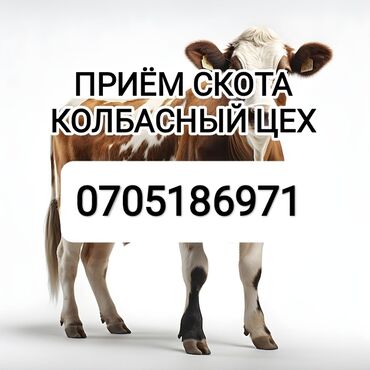 продажа раков: Куплю | Коровы, быки, Лошади, кони, Другие с/х животные | Забитый, Круглосуточно, Любое состояние