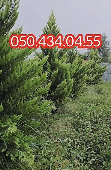 1 otaqli heyet evleri: Satılır: Saatlı rayonu, Bəylər kəndində ferma və yaşayış evi kompleksi — 8