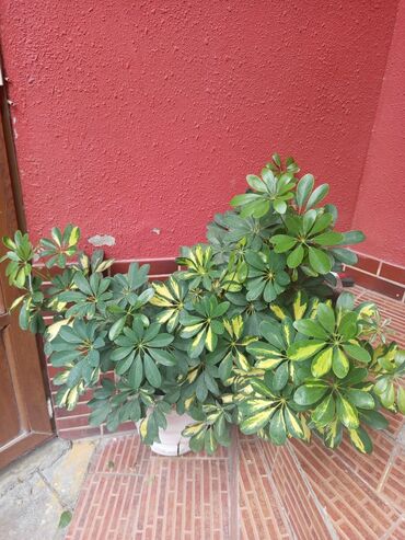 Otaq bitkiləri: Şefler ve her cür ev güllərin satışı mövcudu isdediyiniz gülün — 9